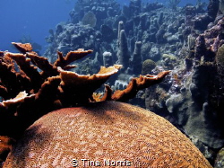 Roatan by Tina Norris 